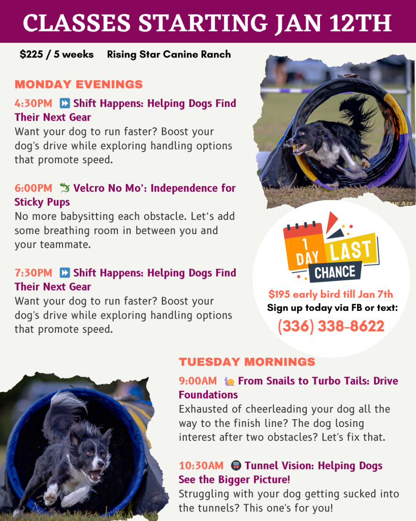 MONDAY EVENINGS

4:30PM  ⏩ Shift Happens: Helping Dogs Find Their Next Gear
Want your dog to run faster? Boost your dog's drive while exploring handling options that promote speed.

6:00PM  🦎 Velcro No Mo’: Independence for Sticky Pups
No more babysitting each obstacle. Let’s add some breathing room in between you and your teammate.

7:30PM  ⏩ Shift Happens: Helping Dogs Find Their Next Gear
Want your dog to run faster? Boost your dog's drive while exploring handling options that promote speed.

TUESDAY MORNINGS

9:00AM  🐌 From Snails to Turbo Tails: Drive Foundations
Exhausted of cheerleading your dog all the way to the finish line? The dog losing interest after two obstacles? Let's fix that.

10:30AM  🚇 Tunnel Vision: Helping Dogs See the Bigger Picture!
Struggling with your dog getting sucked into the tunnels? This one's for you!

$225 / 5 weeks     Rising Star Canine Ranch

$195 early bird till Jan 7th

 Sign up today via FB or‪ text:
(336) 338-8622